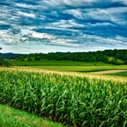 Sweet Corn Field Wisconsin Midwest