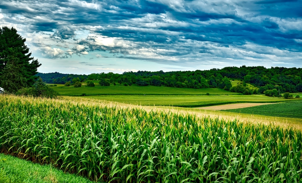 Sweet Corn Field Wisconsin Midwest